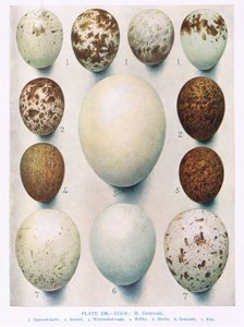 Eier: Montagus Weihe: Rohrweihe: usw., Illustration aus 