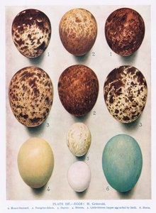 Eier: Sperber: Turmfalke: usw., Illustration aus 