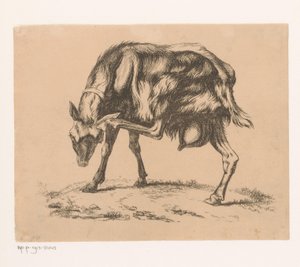 Ziege, die sich am Kopf kratzt von Hendrik Jozef Franciscus van der Poorten