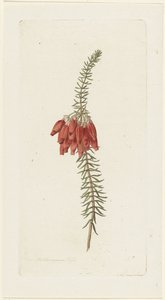 Blumen (Erica Mammosa)