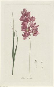 Ixia patens Aiton (Ixia aristata) von Hendrik Schwegman