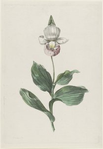 Orchidee Frauenschuh (Cypripedium reginae Walter)