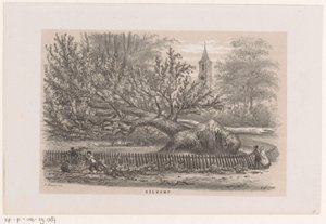 Umgestürzter Baum bei der Koekamp, nach dem Sturm vom 28. Mai 1860 von Hendrik Wilhelmus Last