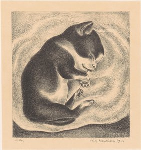 Schlafende junge Katze