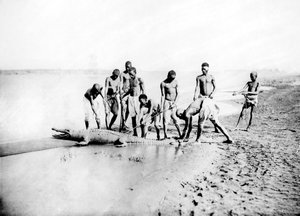 Krokodiljagd, Nubien, Ägypten, 1887