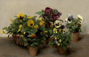 Stiefmütterchen, 1874