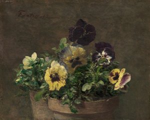 Topfveilchen, 1883