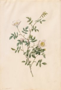 Heckenrose oder Hundsrose Rosa Sepium Rosea, 1817-1824 von Pierre Joseph Redouté