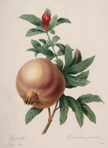 Auswahl der schönsten Blumen...schönste Früchte: Granatapfel, 1827 von Pierre Joseph Redouté