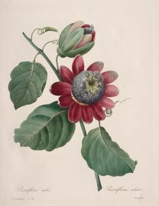 Choix des plus belles fleurs...plus beaux fruits: Passiflore ailee, 1827 von Pierre Joseph Redouté