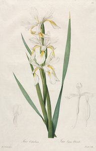 Goldband-Iris, 1812