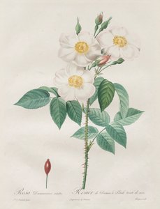 Les Roses: Rosa Damascena, subalba, 1817-1824 von Pierre Joseph Redouté