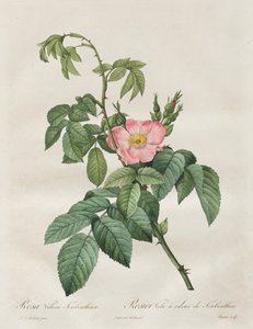 Die Rosen: Rosa Villosa Terebenthina, 1817-1824