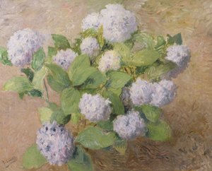 Blaue Hortensien