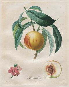 Traité des arbres fruitiers: Chancellière