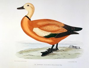 Darstellung einer Kasarka-Ente. Platte von H. Blanchere von Henri de la Blanchere