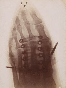 Der Fuß durch den Schuh von Henri van Heurck