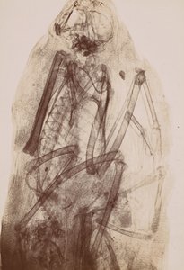 [Röntgenaufnahme der Mumie eines Raubvogels], 1896 von Henri van Heurck