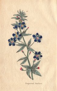 Italienischer Gauchheil, Anagallis monellis, Blume