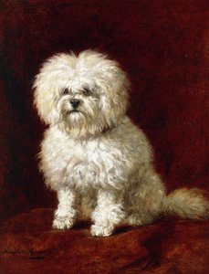 Ein Pudel