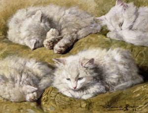 Studien einer langhaarigen weißen Katze, 1896