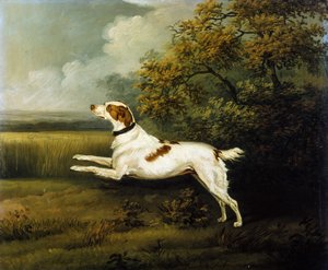 Ein Springer Spaniel in einer Landschaft