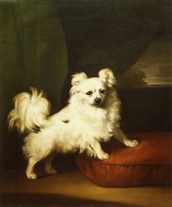 Ihr Liebling, ein weißer Papillon auf einem Kissen stehend