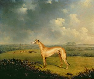 Der Windhund 