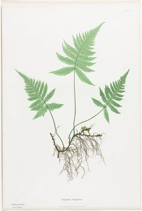 Farne von Großbritannien und Irland: Polypodium Phegopteris von Henry Bradbury