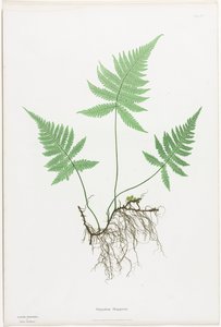 Farne von Großbritannien und Irland: Polypodium Phegopteris, 1855-1856 von Henry Bradbury