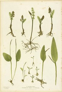 Naturdruck von Mondkraut und Natternzungenfarnen, Tafel 51 aus Die Farne von Großbritannien und Irland