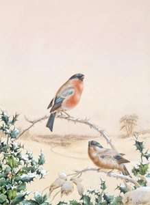 Winterszene mit Buchfink und Stechpalme