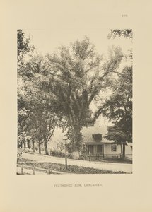 Gefiederte Ulme, Lancaster von Henry Brooks