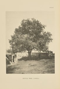 Nesselbaum, Lowell von Henry Brooks