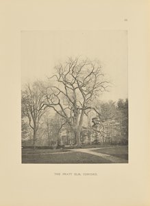 Die Pratt-Ulme, Concord von Henry Brooks