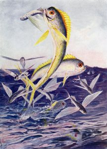 Fliegende Fische angegriffen von Henry Charles Seppings Wright