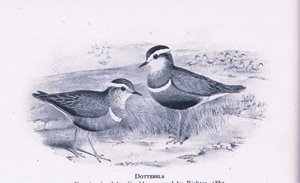 Mornellregenpfeifer, Natur in Großbritannien veröffentlicht von Collins, 1946 von Henry Constantine Richter