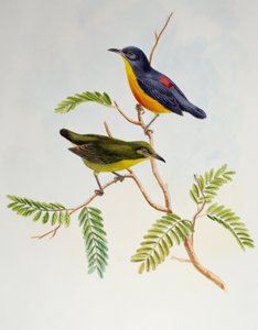 Orangebauch-Blütenpicker (Dicaeum trigonostigma), aus Birds of Asia