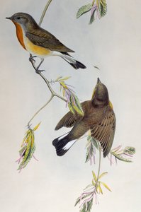 Zwergschnäpper (Ficedula parva), aus Vögel Großbritanniens von Henry Constantine Richter
