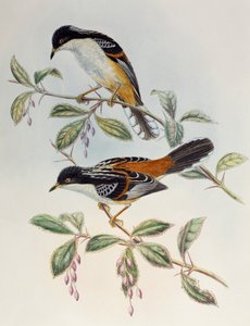 Rostrücken-Sibia (Heterophasia annectans), aus Vögel Asiens