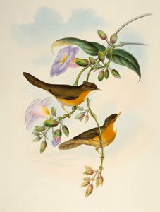 Rotbauch-Babbler (Dumetia hyperythra), Lithographie aus Birds of Asia