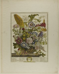 August, aus Zwölf Monate der Blumen