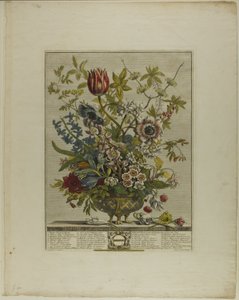 Februar, aus Zwölf Monate der Blumen von Henry Fletcher