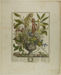 Januar, aus Zwölf Monate der Blumen