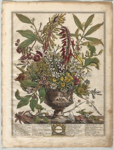 Die zwölf Monate der Blumen: Januar