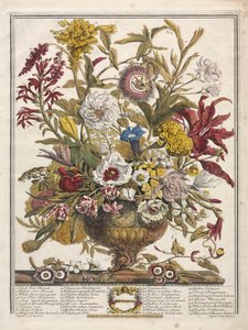 Zwölf Monate der Blumen: September, 1730