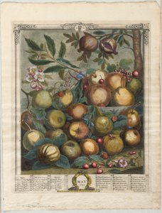 Zwölf Monate Obst: Mai von Henry Fletcher