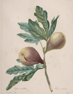 Auswahl der schönsten Blumen...schönsten Früchte: Violette Feige