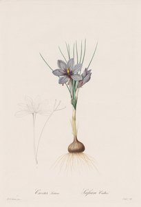 Die Liliengewächse: Crocus Sativus