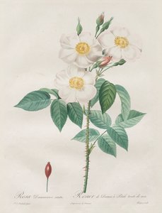 Die Rosen: Rosa Damascena, subalba von Henry Joseph Redouté